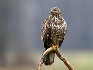 Sonhar com Falcão