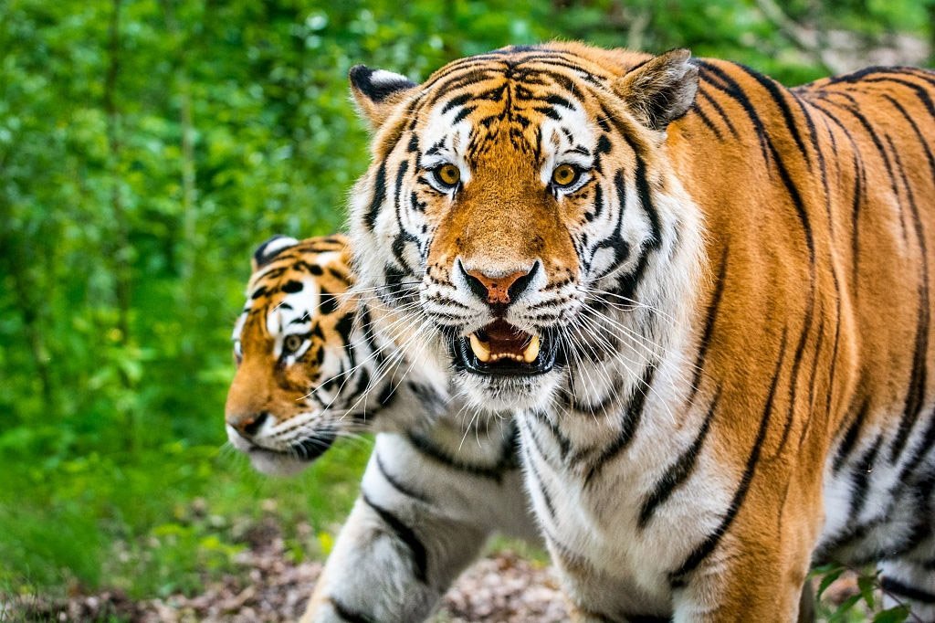 Tiikeri - Unien Merkitys Ja Symboliikka » Unelmat